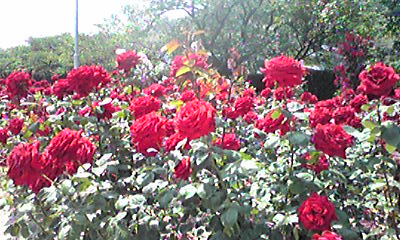 c0093179_16512139.jpg