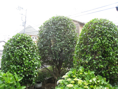 a0038882_1026647.jpg