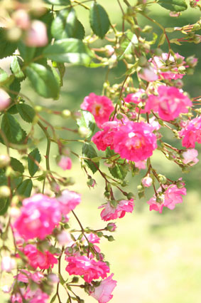 a0144184_10381018.jpg
