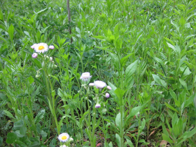 c0119385_1742373.jpg
