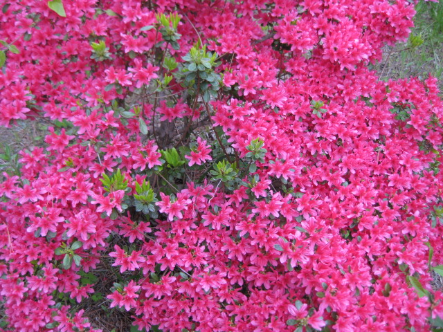 c0119385_1751731.jpg