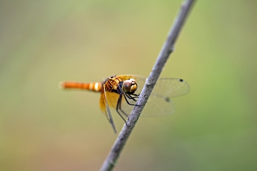 e0190885_2065055.jpg
