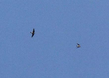 f0132391_12335050.jpg