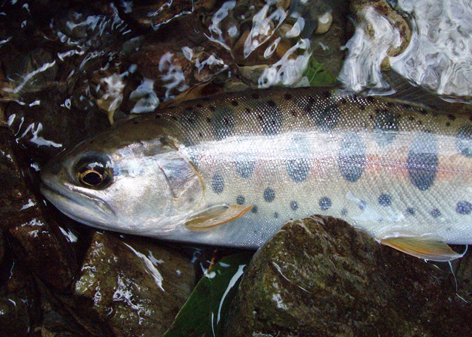 f0132391_12421248.jpg