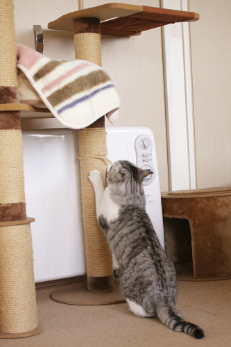 一仕事終えて爪とぎをするお坊ちゃん