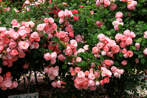 b0014607_21342423.jpg
