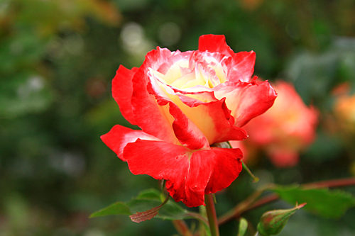 b0014607_21344142.jpg
