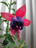 c0201113_21544144.jpg