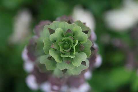 e0102713_6524126.jpg