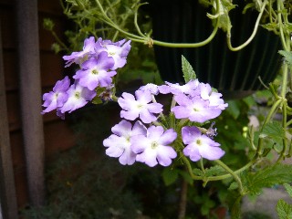 a0098027_15471841.jpg
