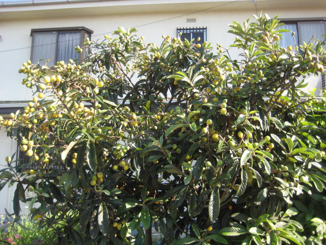 e0166032_17461781.jpg