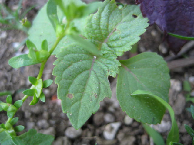 e0166032_17524581.jpg