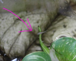 e0097534_141281.jpg