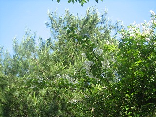 a0054948_9302327.jpg