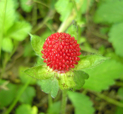 a0001354_22334347.jpg