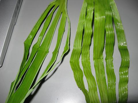 f0150364_8591361.jpg