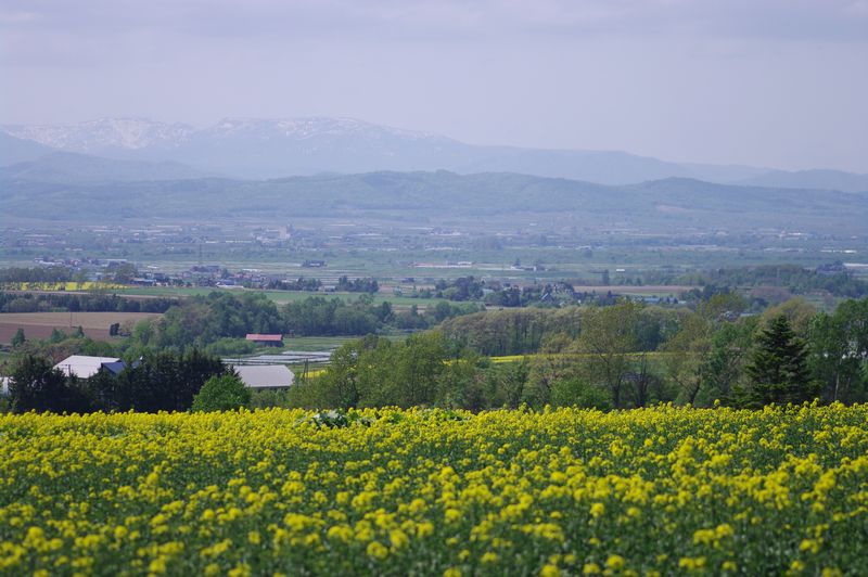 a0105267_19554727.jpg