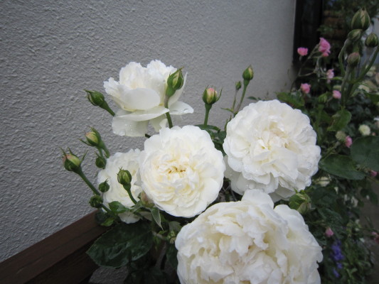 c0202870_11462560.jpg