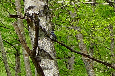f0182173_11381914.jpg