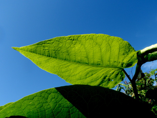 a0007388_10152950.jpg