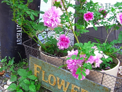 c0207890_23594389.jpg