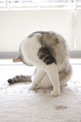 捻れるお坊ちゃん