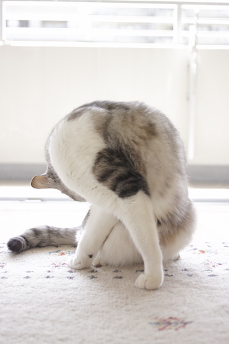 さらに捻れるお坊ちゃん