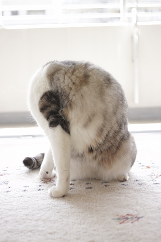 さらにさらに捻れるお坊ちゃん
