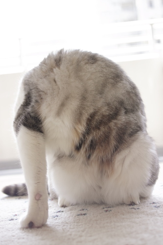 さらにさらにさらに捻れるお坊ちゃん