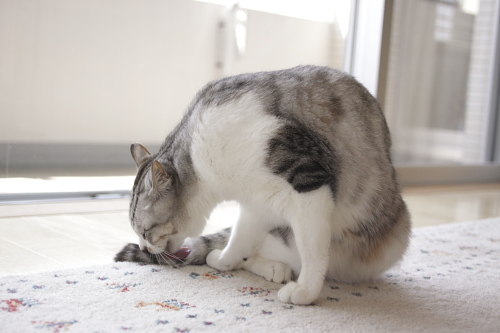 余裕の微笑みで毛繕いをしているお坊ちゃん