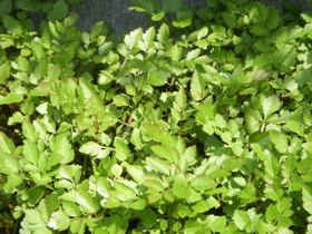 c0149195_23253913.jpg