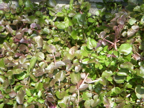 c0149195_2326453.jpg