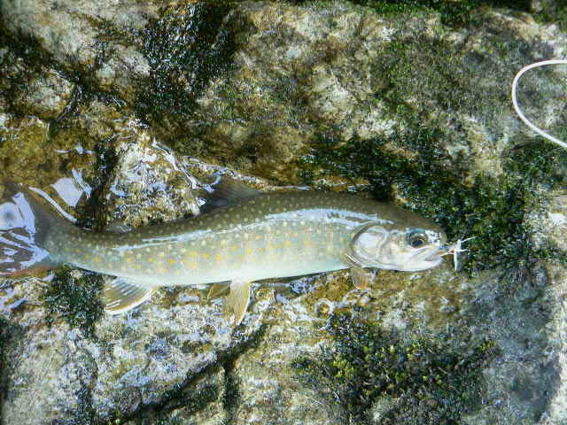 f0164503_1814449.jpg