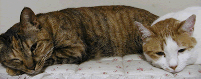 a0081907_8544267.gif