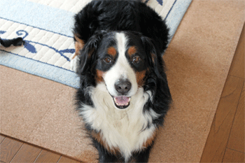 c0143711_15432130.gif