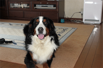 c0143711_1543435.gif