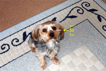 c0143711_15443479.gif