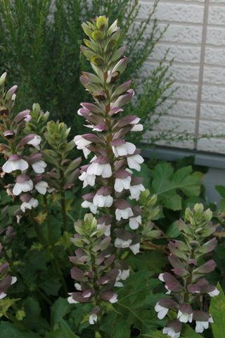 e0102713_551857.jpg
