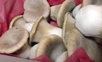 a0062324_113374.gif