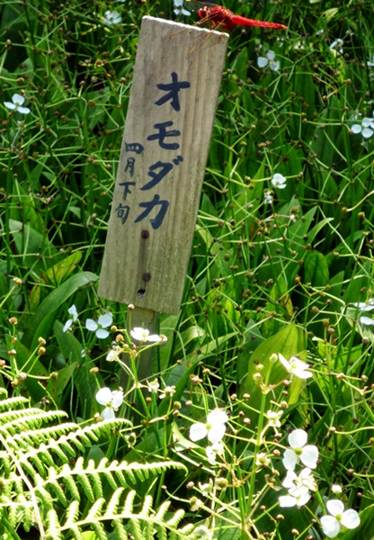 d0037233_16202612.jpg