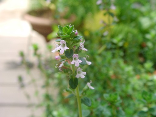 f0002833_2248953.jpg