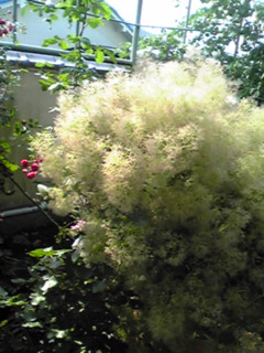d0165735_19542229.jpg