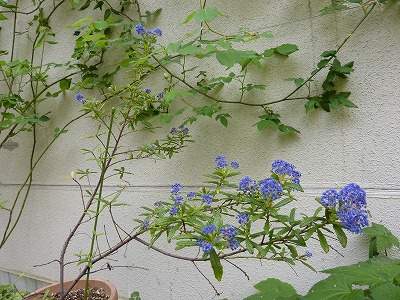 a0076237_20103593.jpg