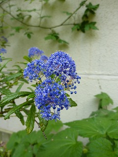 a0076237_2010429.jpg