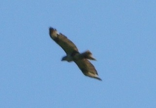 d0146038_081539.jpg