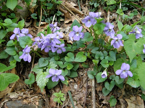 c0042847_15402523.jpg