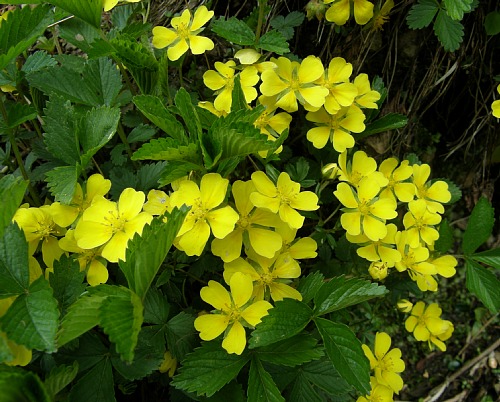 c0042847_1542242.jpg