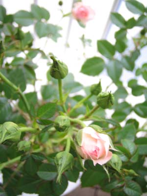 b0007895_23595115.jpg