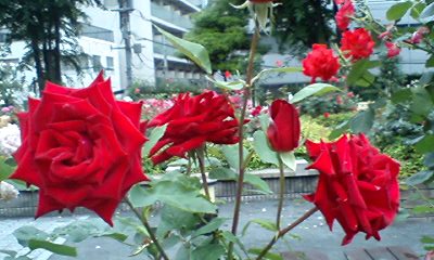 d0054704_241133.jpg