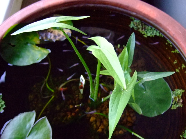 f0152308_1901155.jpg